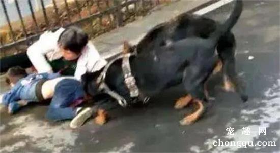 狗咬人怎么让狗松口