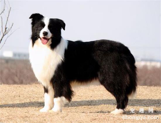 怎么训练边牧