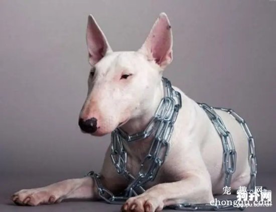 牛头梗犬为什么禁养