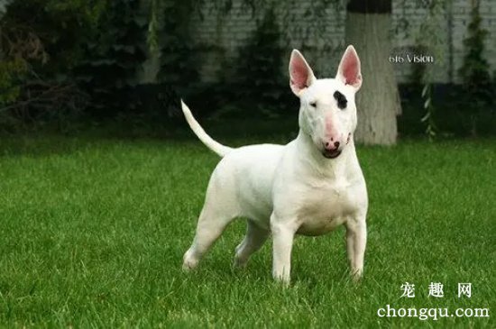 牛头梗犬为什么禁养
