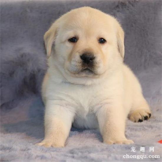 拉布拉多幼犬如何喂养