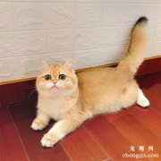 养金渐层猫咪是一种什么样的体验？