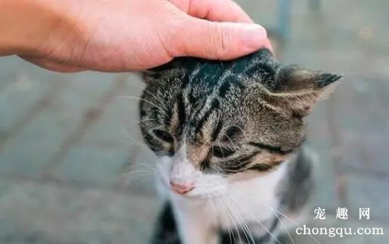 铲屎官摸猫咪头的时候，猫咪是怎么认为的？