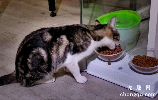 猫咪晚上发出哭一样的叫声是什么意思?