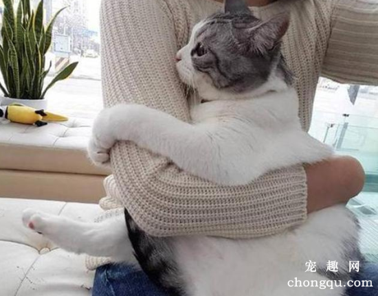 猫咪晚上发出哭一样的叫声是什么意思?