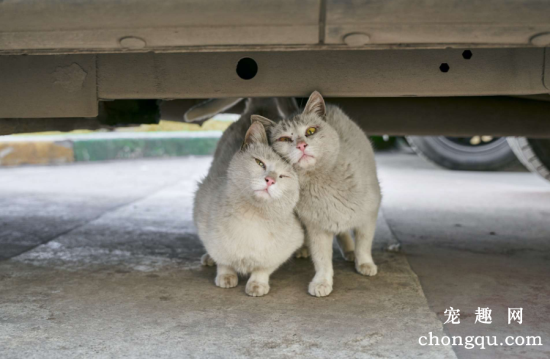 猫咪晚上发出哭一样的叫声是什么意思?