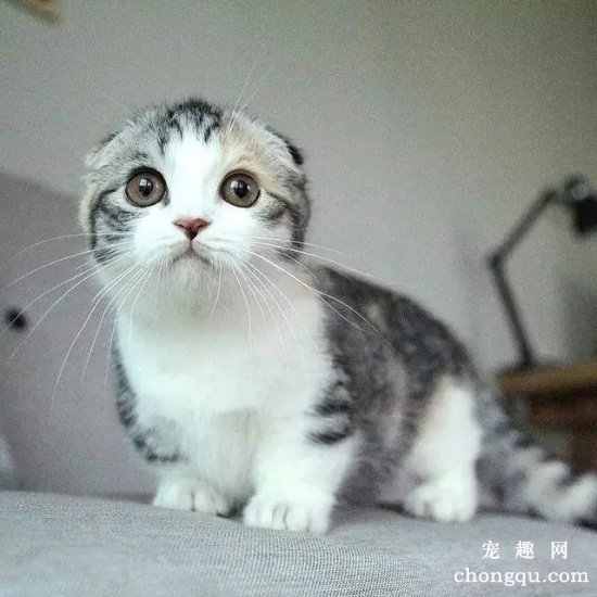 公认不臭体味轻的猫咪品种，狸花猫、苏格兰折耳猫上榜
