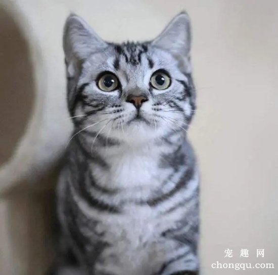 公认不臭体味轻的猫咪品种，狸花猫、苏格兰折耳猫上榜