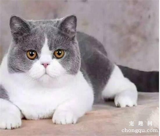 公认不臭体味轻的猫咪品种，狸花猫、苏格兰折耳猫上榜