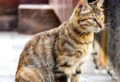 猫咪交配完后撒腿就跑是什么原因？