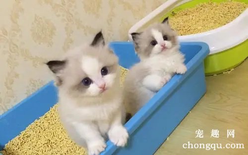 猫咪交配完后撒腿就跑是什么原因？
