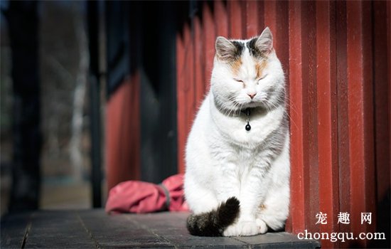 猫一天喝多少毫升的水