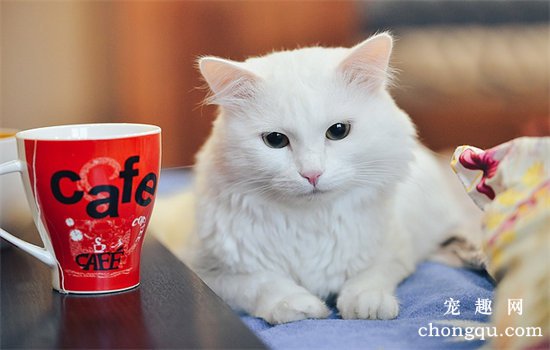 白毛蓝眼睛的猫咪是什么品种