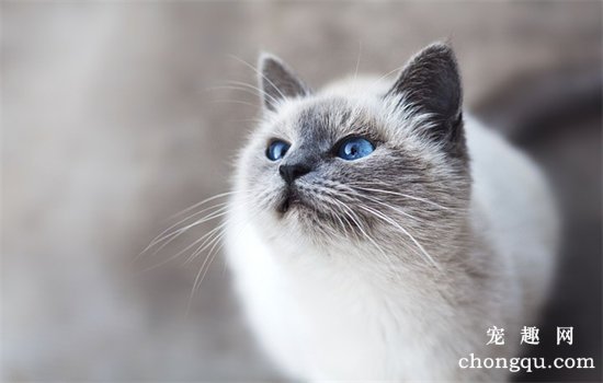 布偶猫多大算成年