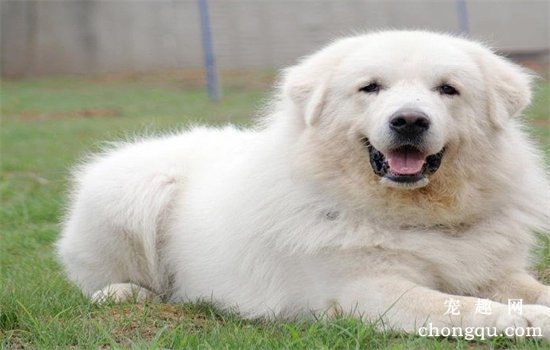宠物狗能不能吃汤圆