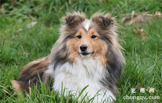 苏牧犬的毛毛该怎么打理