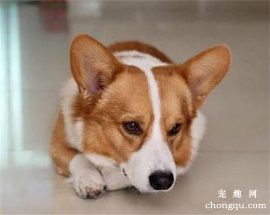 柯基犬抽搐