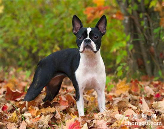 饲养波士顿犬