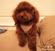 <b>贵宾犬饲养的经验</b>