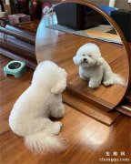 狗子偷偷照镜子，刚开始还很正常，下一秒每一张都表情包！