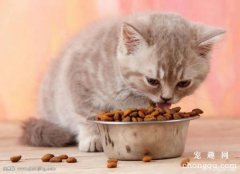 <b>猫咪长期吃同一款猫粮好，还是定期更换好？</b>