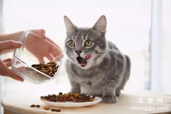 猫咪长期吃同一款猫粮好，还是定期更换好？