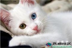 <b>猫咪肾周囊肿的诊断、检查及治疗（猫咪得了肾周囊肿怎么办？）</b>