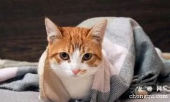 猫咪的听觉和耳朵结构功能介绍