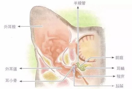 猫咪的听觉和耳朵结构功能介绍