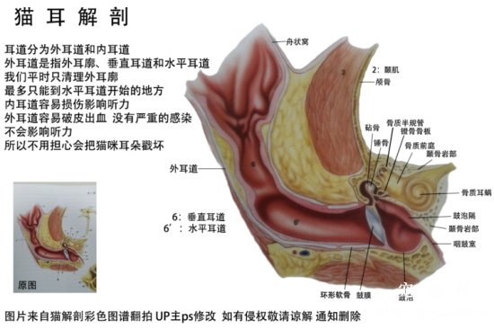 猫咪的听觉和耳朵结构功能介绍