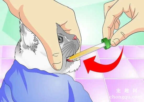 如何给猫咪喂食液体药剂?(怎么给猫咪喂药水)