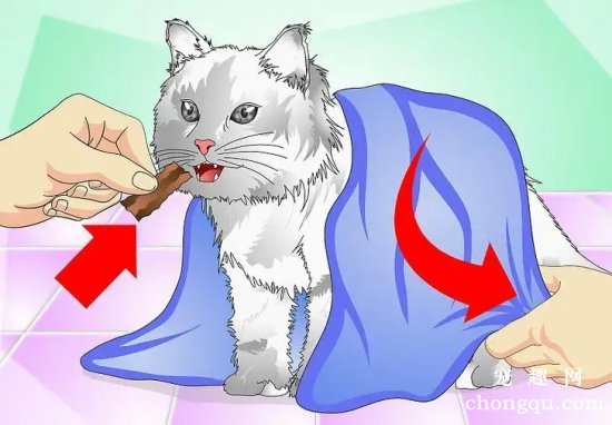 <b>如何给猫咪喂食液体药剂？(怎么给猫咪喂药水)</b>