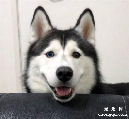 哈士奇狗狗