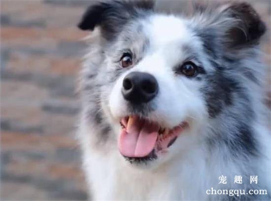 狗狗边境牧羊犬