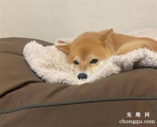 肠胃不舒服的狗狗有哪些症状