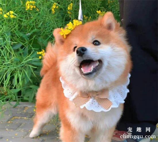 如何让狗狗的毛发柔顺又光滑？