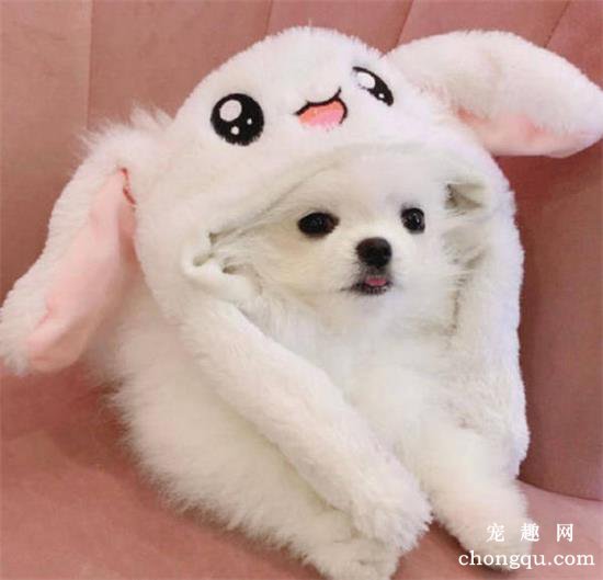 博美狗狗的冬季饲养要点