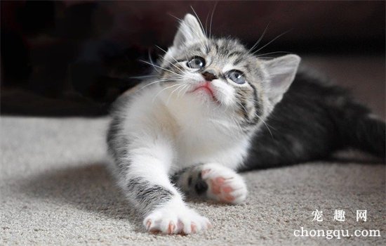 猫晚上老是叫个不停怎么办