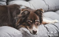 狗癫痫病初犯是什么症状？
