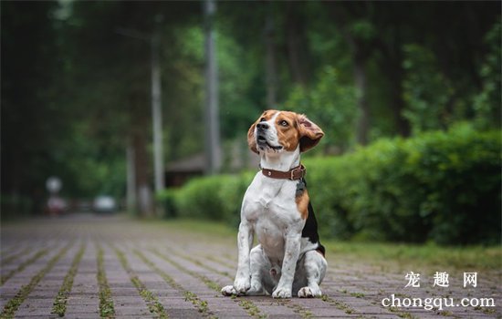 狗舔爪子是什么原因
