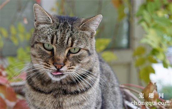 猫可以吃红薯吗