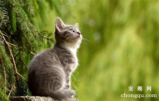 猫咪能吃蛋糕吗