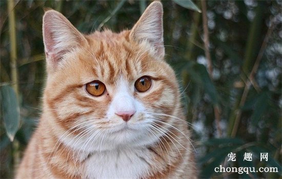 猫吃香肠吗
