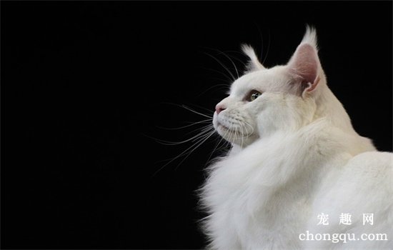 冬天猫掉毛严重怎么办