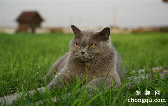 英短母猫能长多少斤