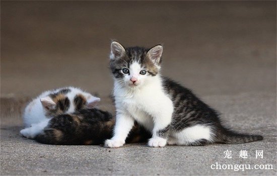 猫咪拉稀怎么治