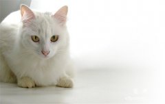猫的记忆有多久？