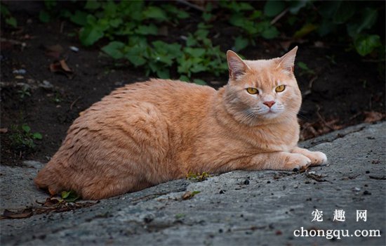 猫什么病导致不饮水