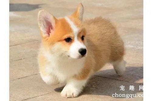 柯基一天吃多少克狗粮