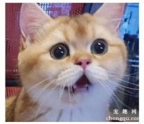 <b>大花蕙兰对猫咪有毒吗</b>